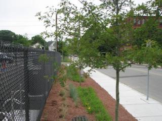 Fitch Spray Park landscaping