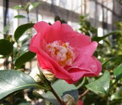 Camellia Days at Lyman Estate