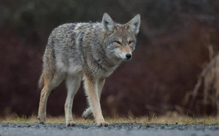 Coyote