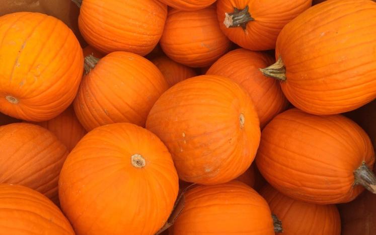 free pumpkins